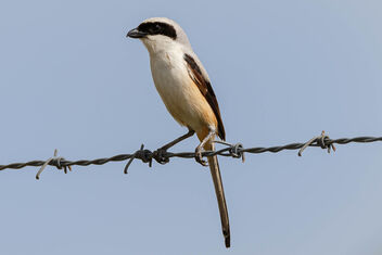 A Long Tailed Shrike during offseason - image #472099 gratis